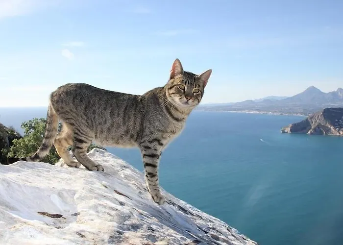 Apartmán Barlovento - Plusholidays Ifach